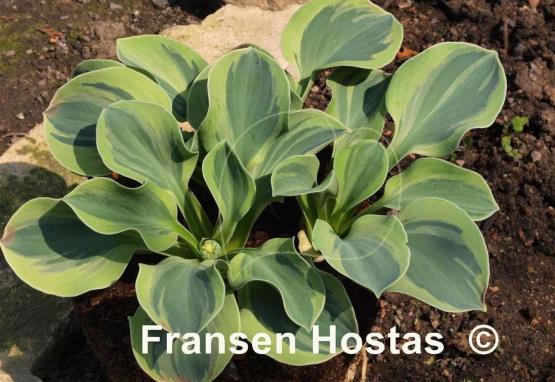 Hosta Frosted Mouse Ears